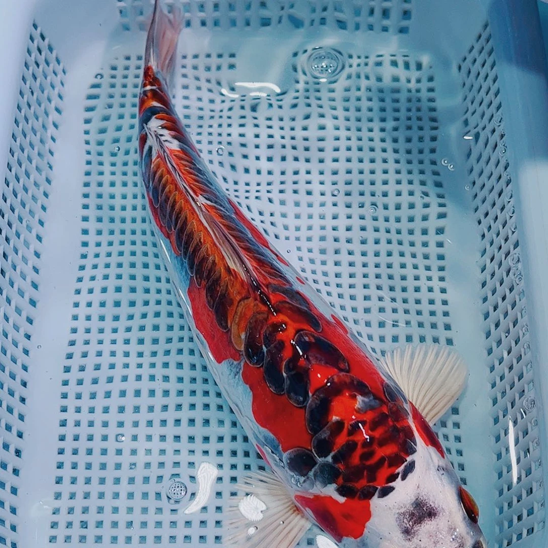 锦鲤锦鲤冷水鱼观赏135