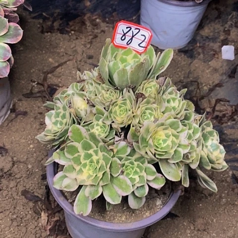 芳华老桩捧花法师882号