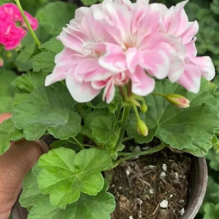 【童话故事】勤花天竺葵 非常非常勤花 矮桩细枝