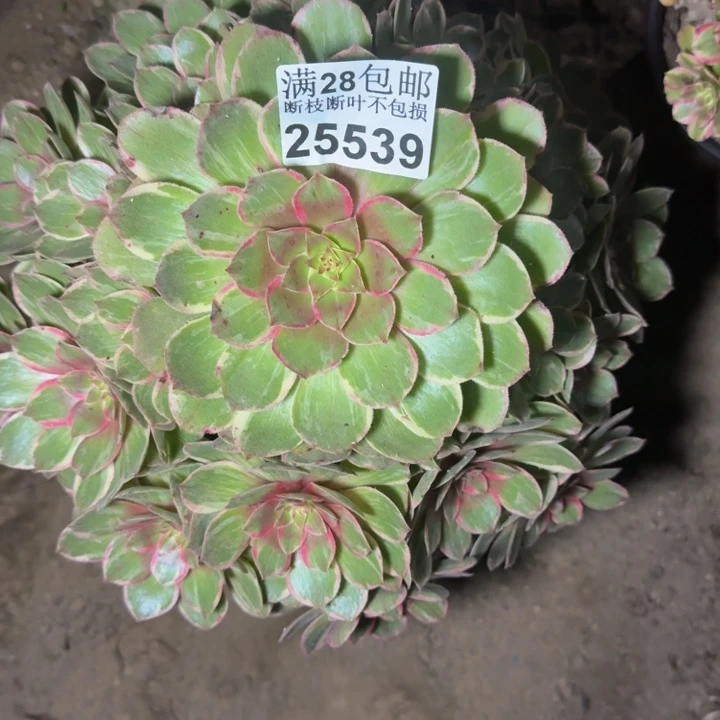 25539莲花多肉植物