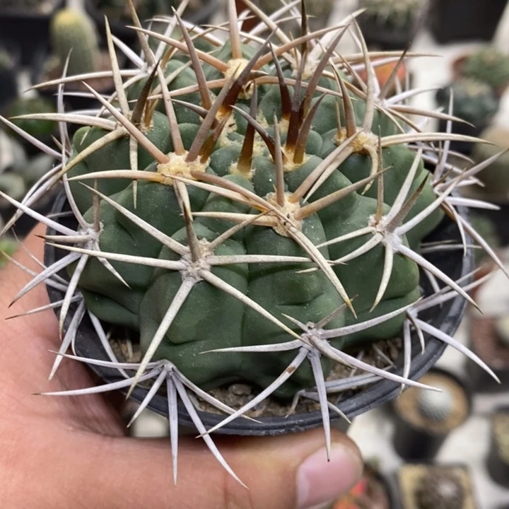 实生碧岩玉特价福利