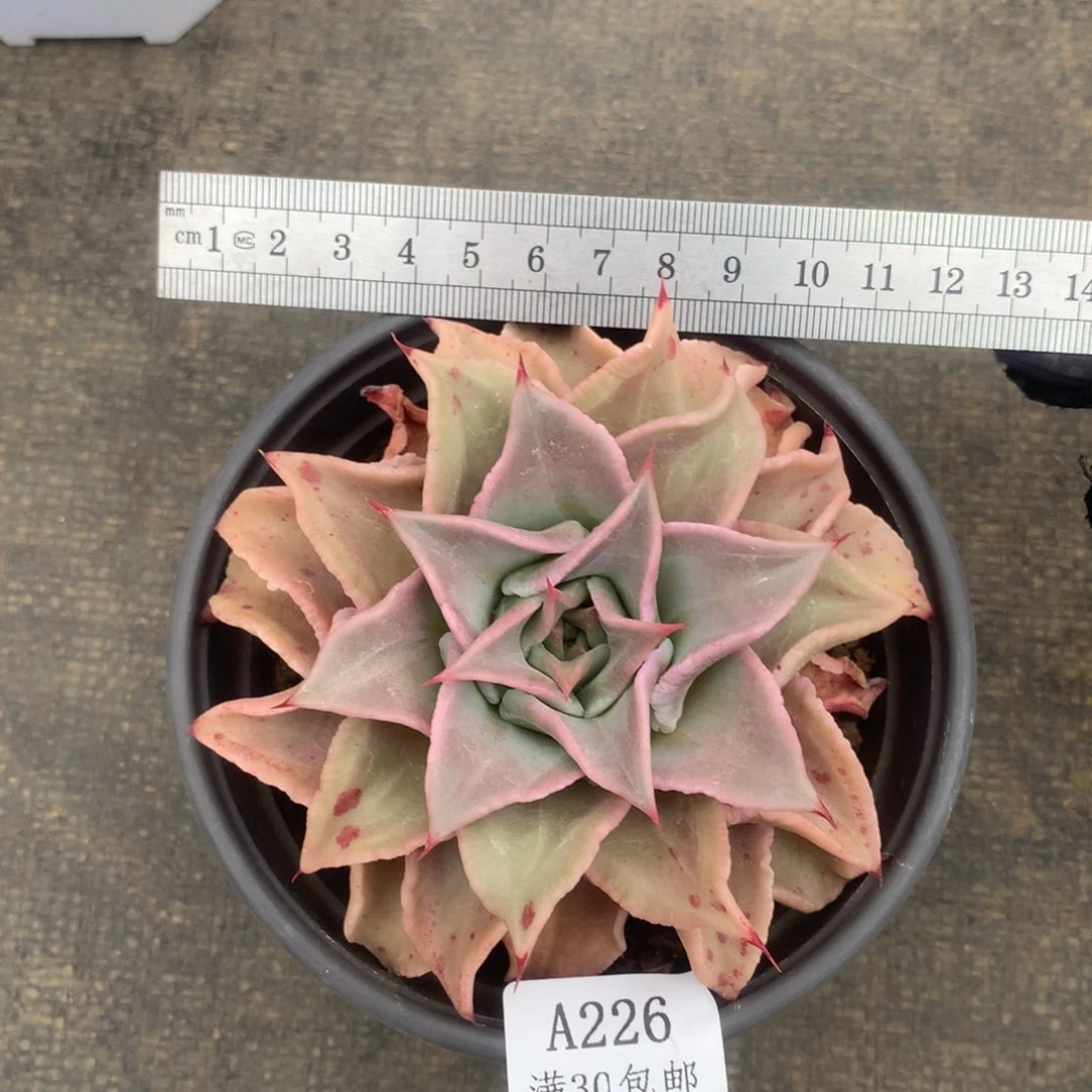 单头饺子皮冠服12