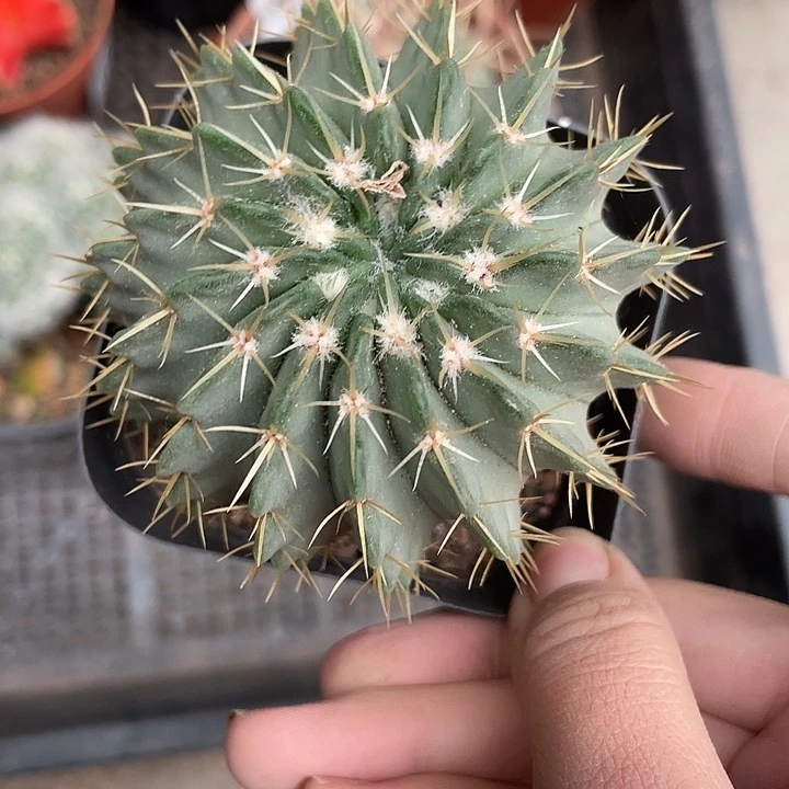 216白狮子仙人球植物