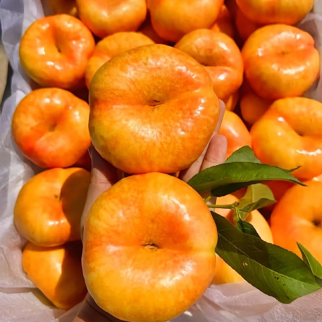 【黄油蟠桃7—7品种】②斤，口感哇塞，惊爆价秒杀山东省山东省