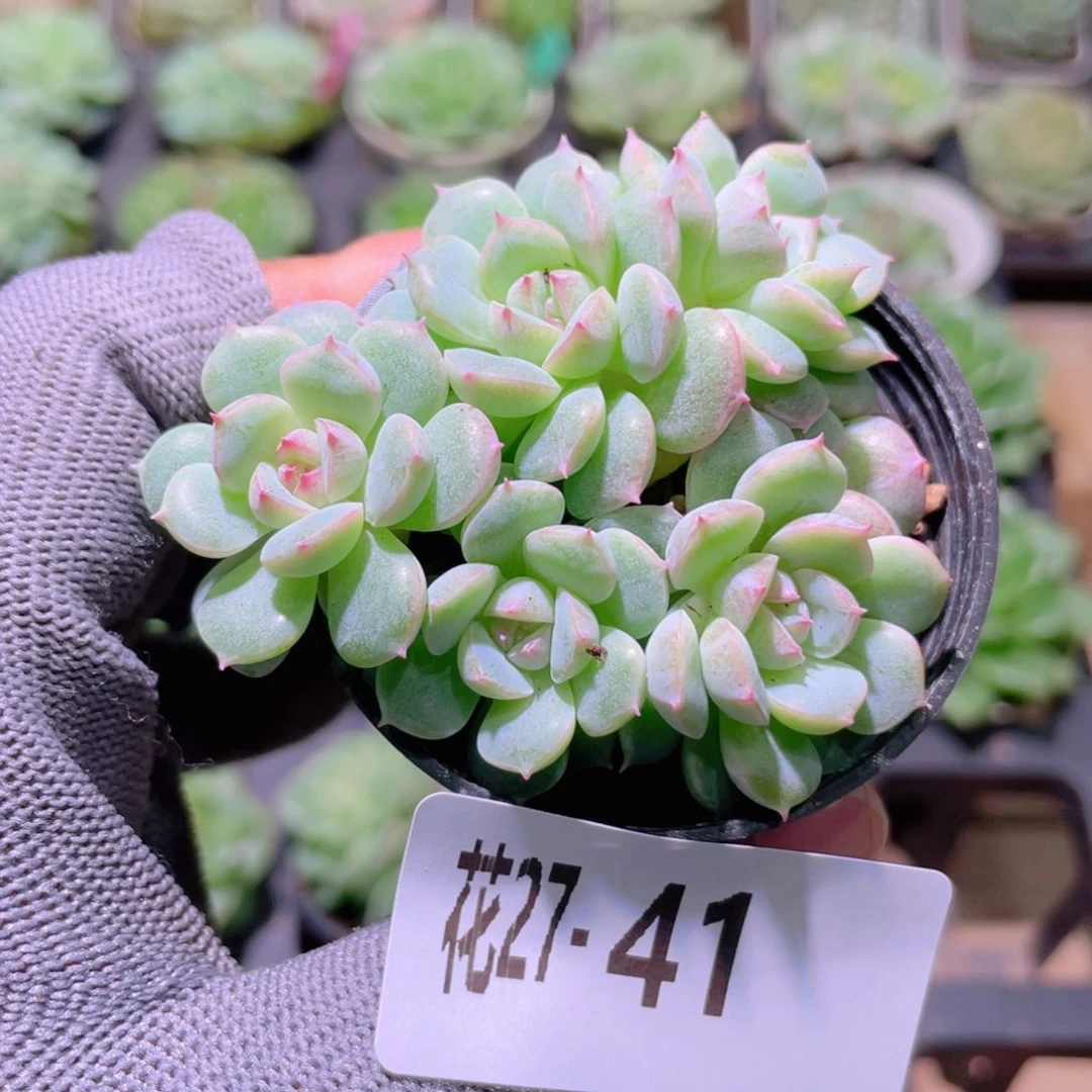 花利美27-41新品群