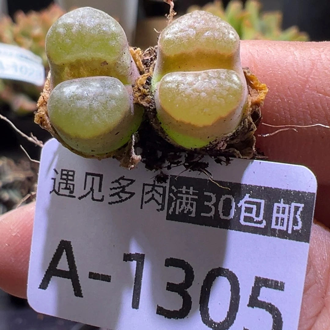 多肉植物11111111111111111