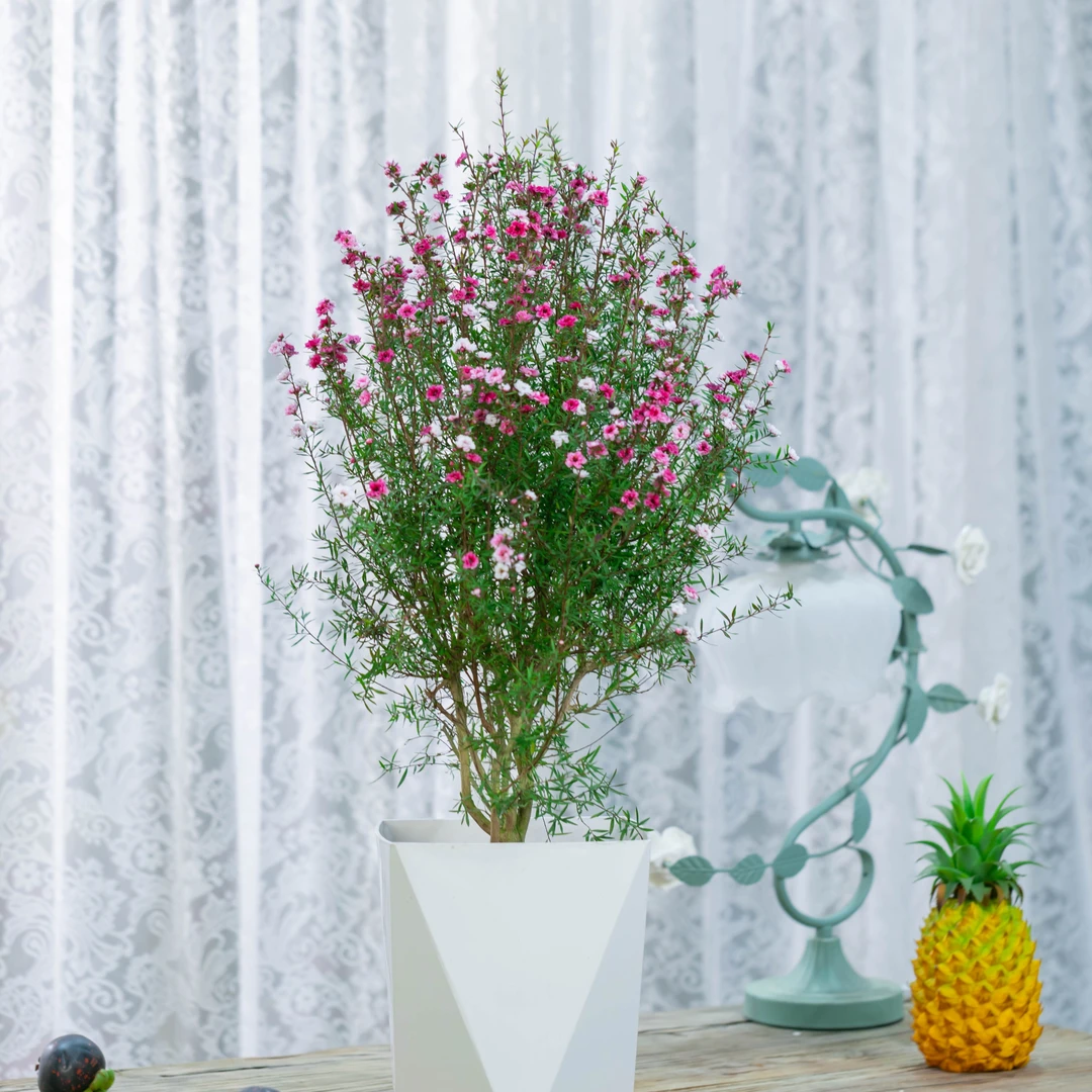 松红梅盆栽带花苞澳洲雪梅花室内花卉阳台四季开花秋冬季客厅庭院