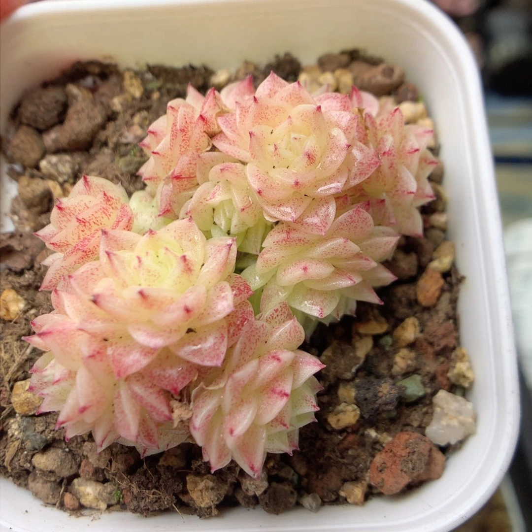 F145定繁三角编号麦杆两群