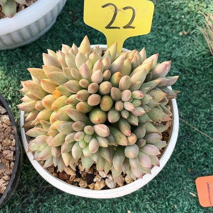 岩子22号码牌子的话题了