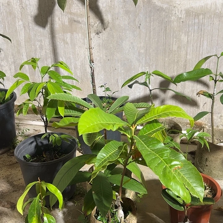 麦***7热带泡泡猴蕉木实生苗