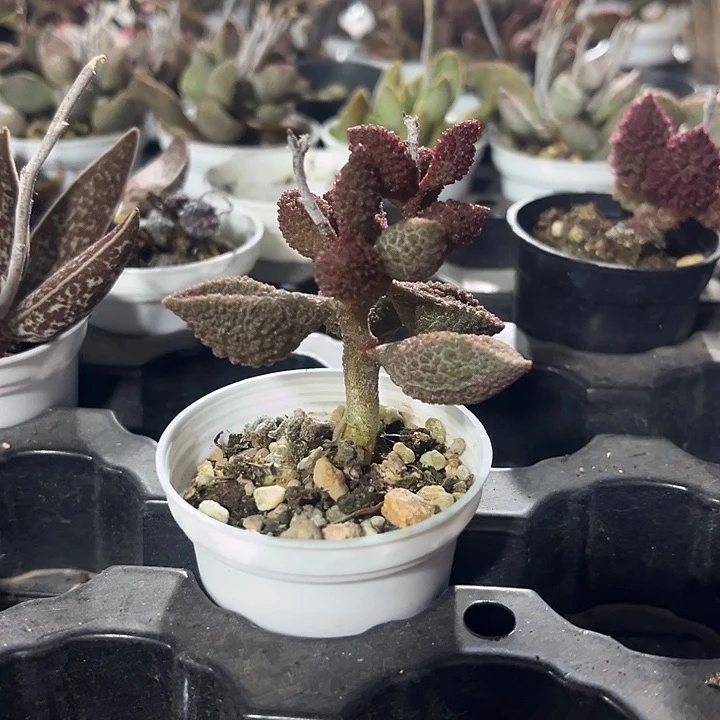 荔枝皮水泡带盆土发