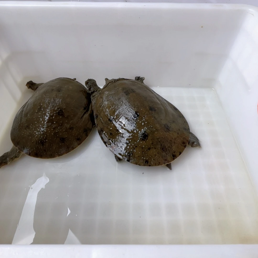 中国大陆鲜活甲鱼顺丰包邮