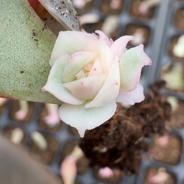 紫薯叶片一物一拍