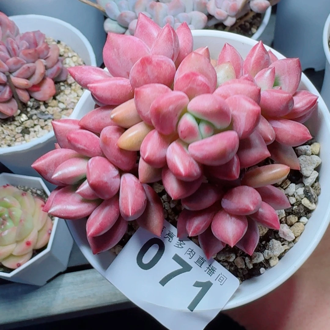 桃花源树桩            精美多肉植物
