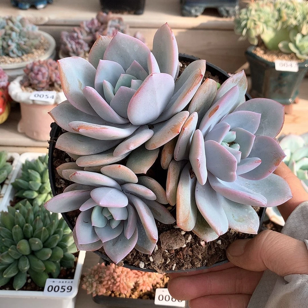 0061韩版奶茶多肉一颗16厘米