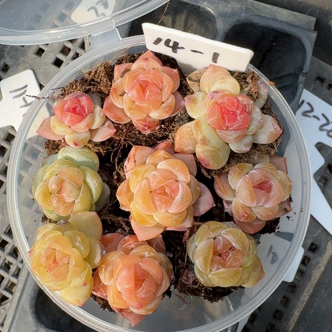 14-1糖心一组十颗包邮