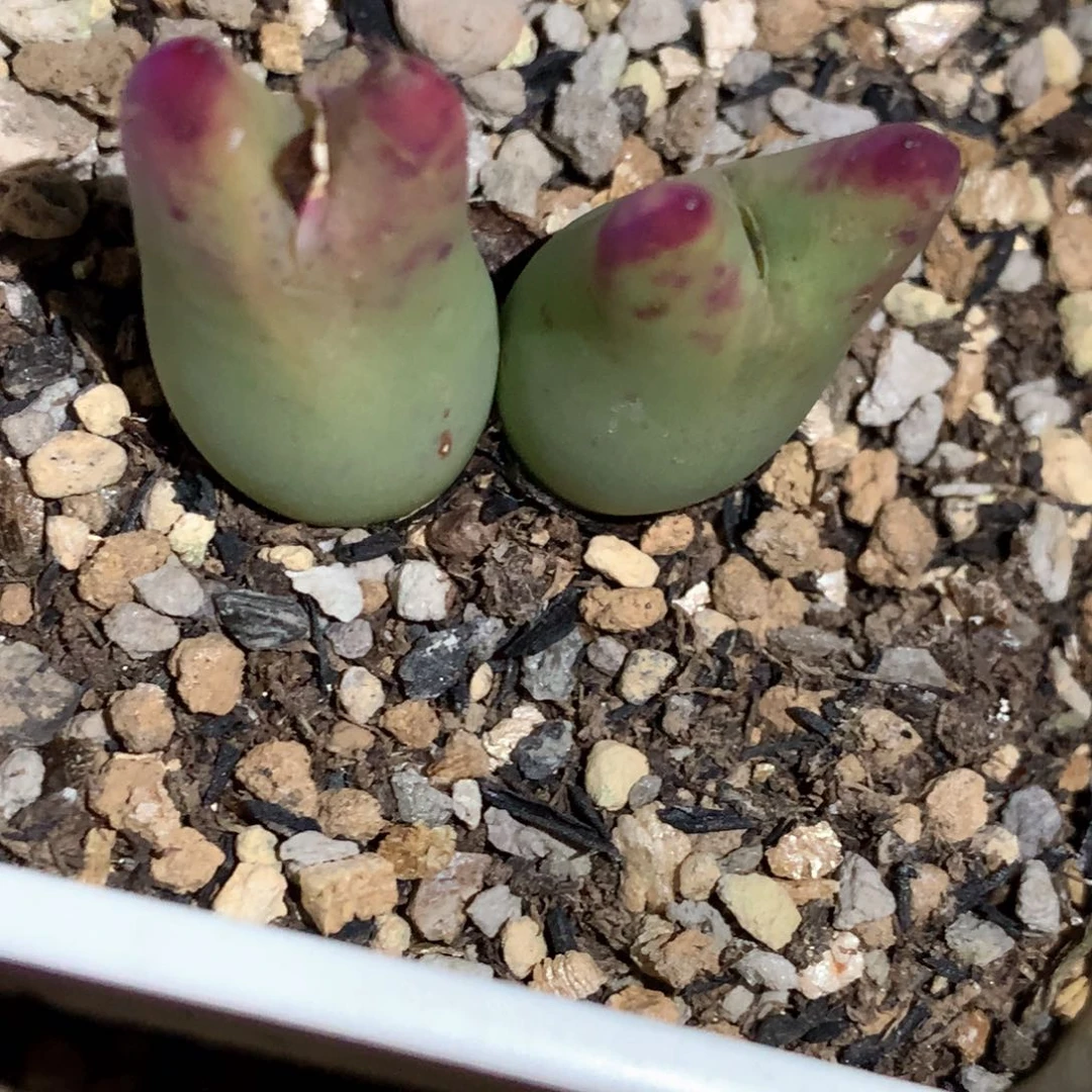 薇*薇琳专拍 肉锥植物