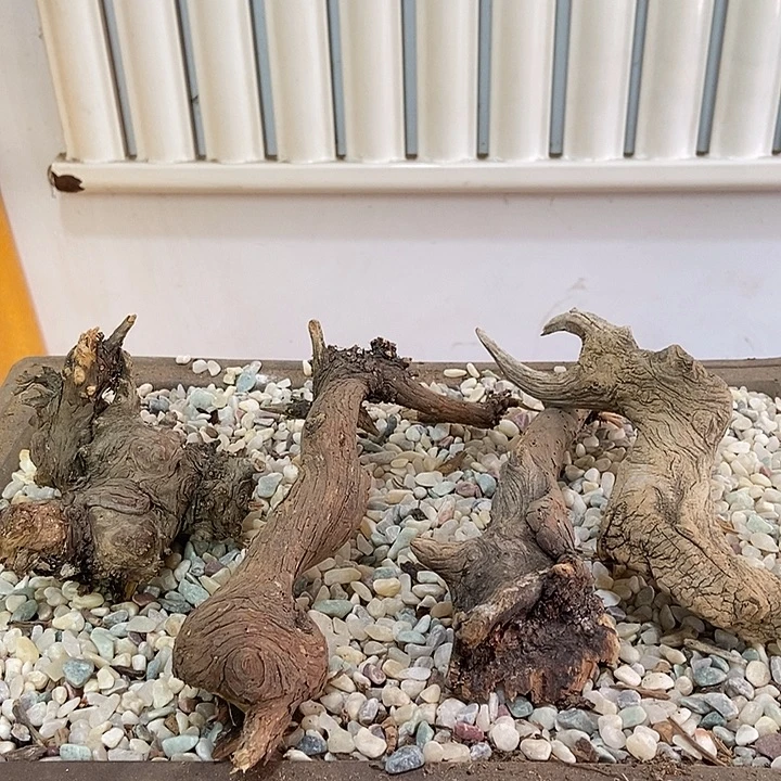 闲***鹤柏木崖柏根雕天然艺术