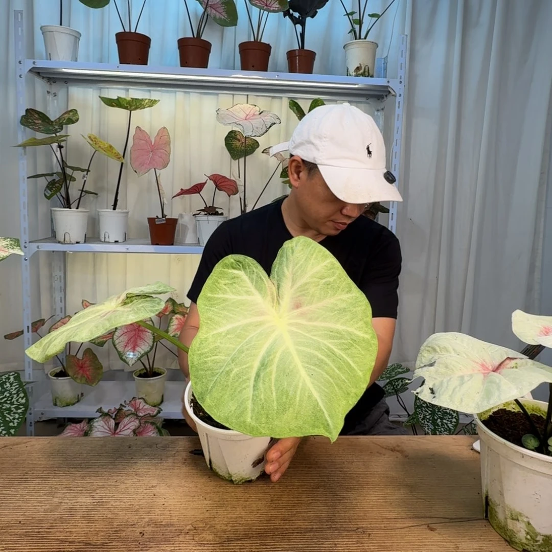 无花朵绿包菜   FD00012