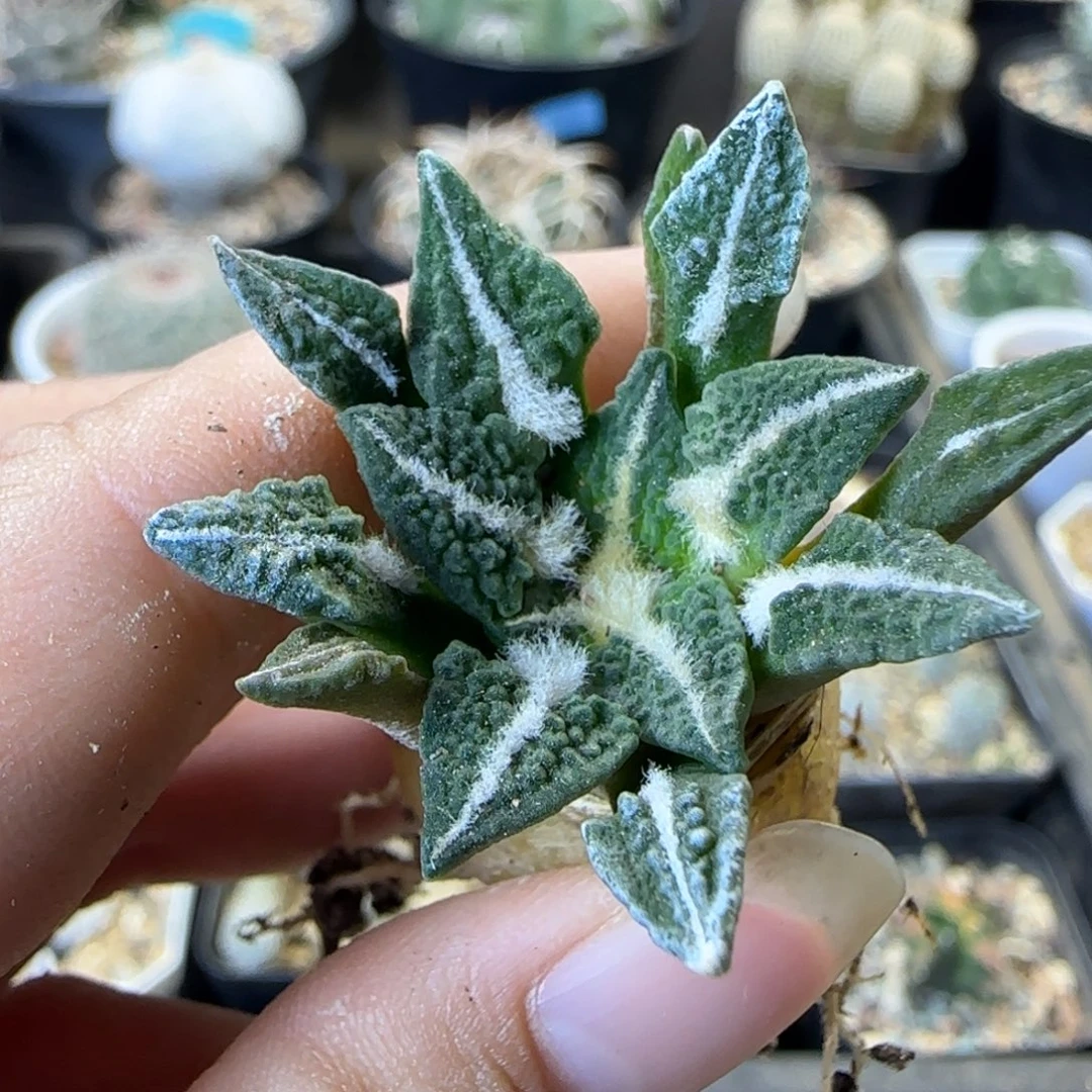 014实生大尤草球黑多肉