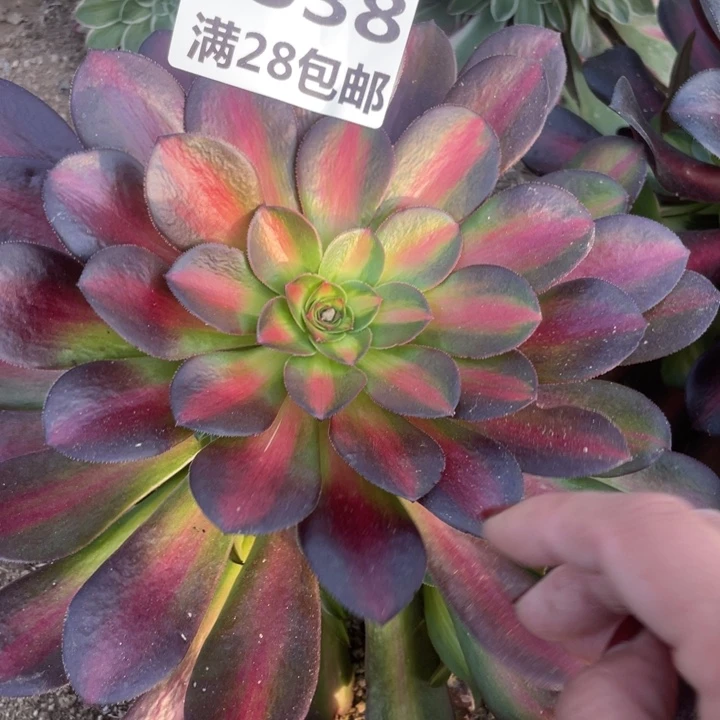 1538三号棚夕阳多肉植物