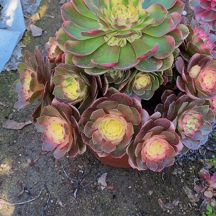 多肉植物荔枝特价826多肉