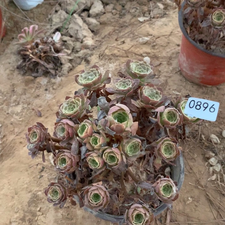 0896荷兰玫瑰手棚4北