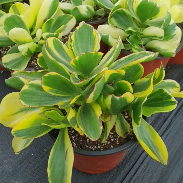 包菜家族的青梅白覆轮锦
