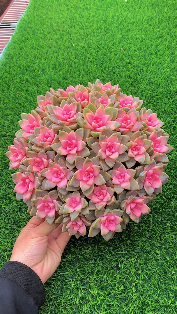 K大盆樱花锦，不易褪色，室内外可养殖，带盆带土，云南基地发货