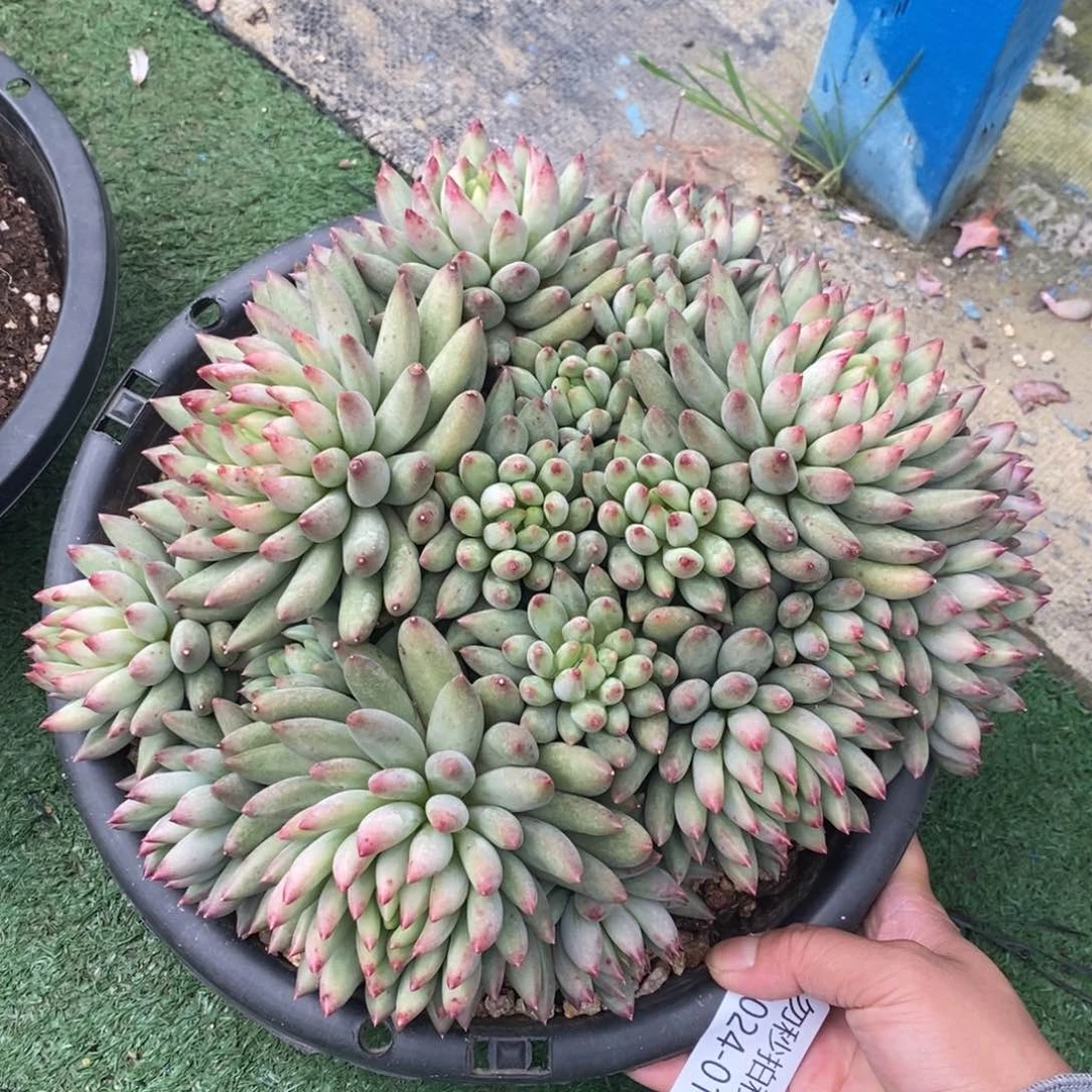 勿秒拍秒退 9024-10虞美人