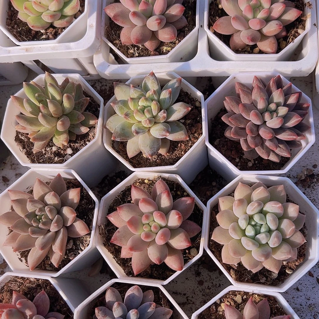 美人系10盆19包邮多肉