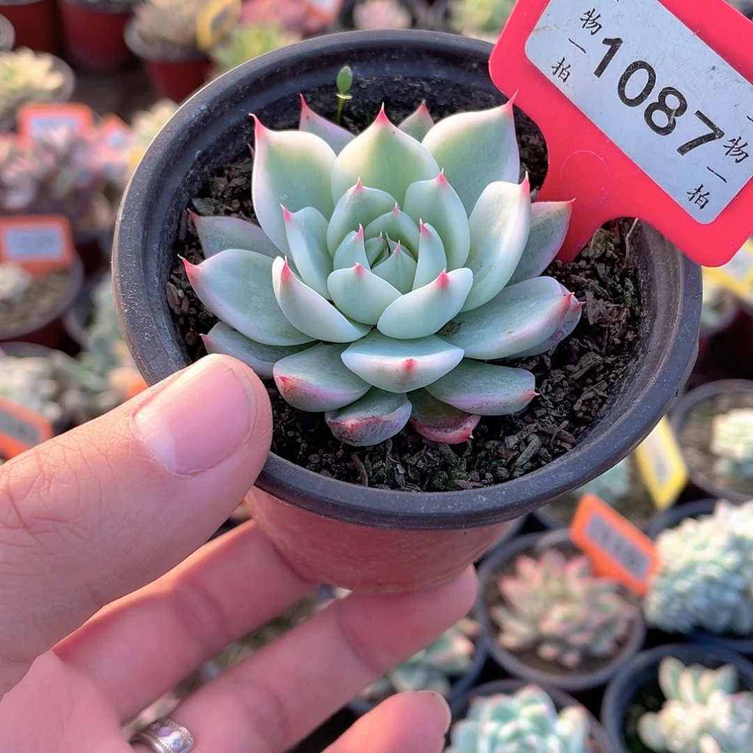 1087号吉娃娃锦多肉植物组合