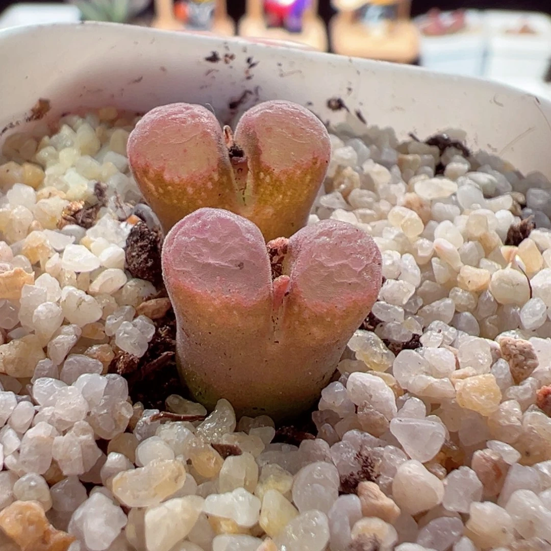 209-148.我的小伙伴