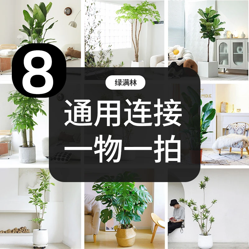 【8号】一物一拍绿植