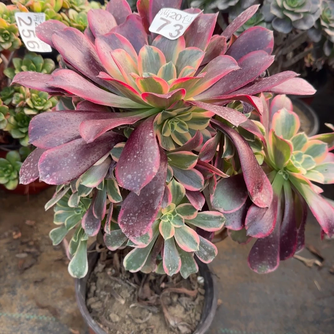 金丝731满20包邮断枝不包