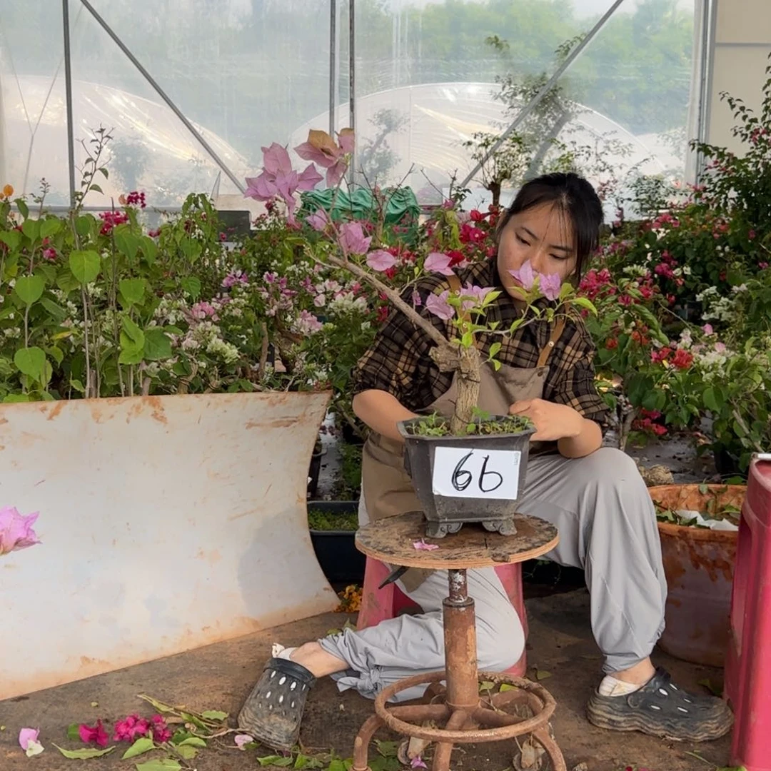 大部分花苞少量开放金夫人 66
