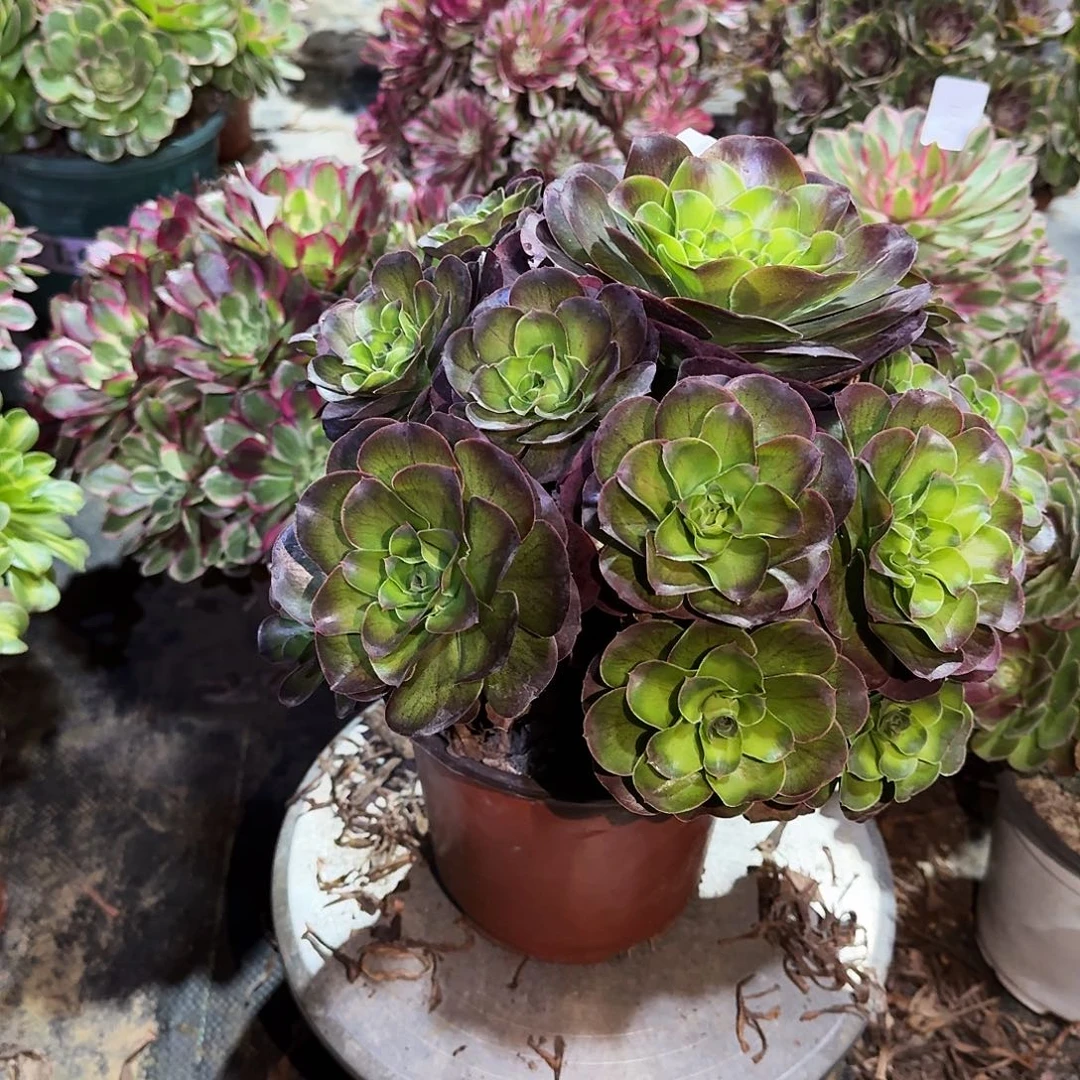 多肉植物魅金玫瑰543