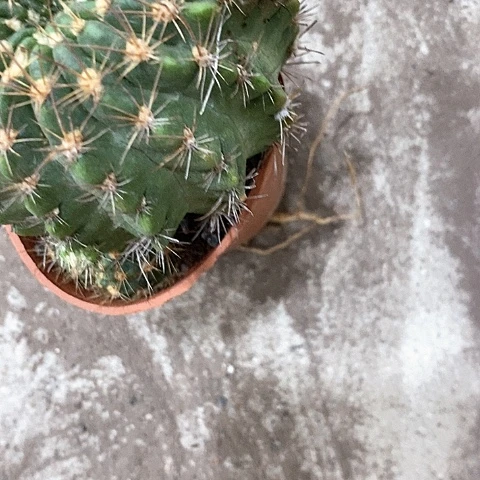 泰国丽花，5公分左右