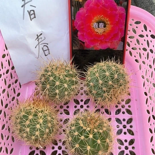 春春满18包邮，无根侧牙