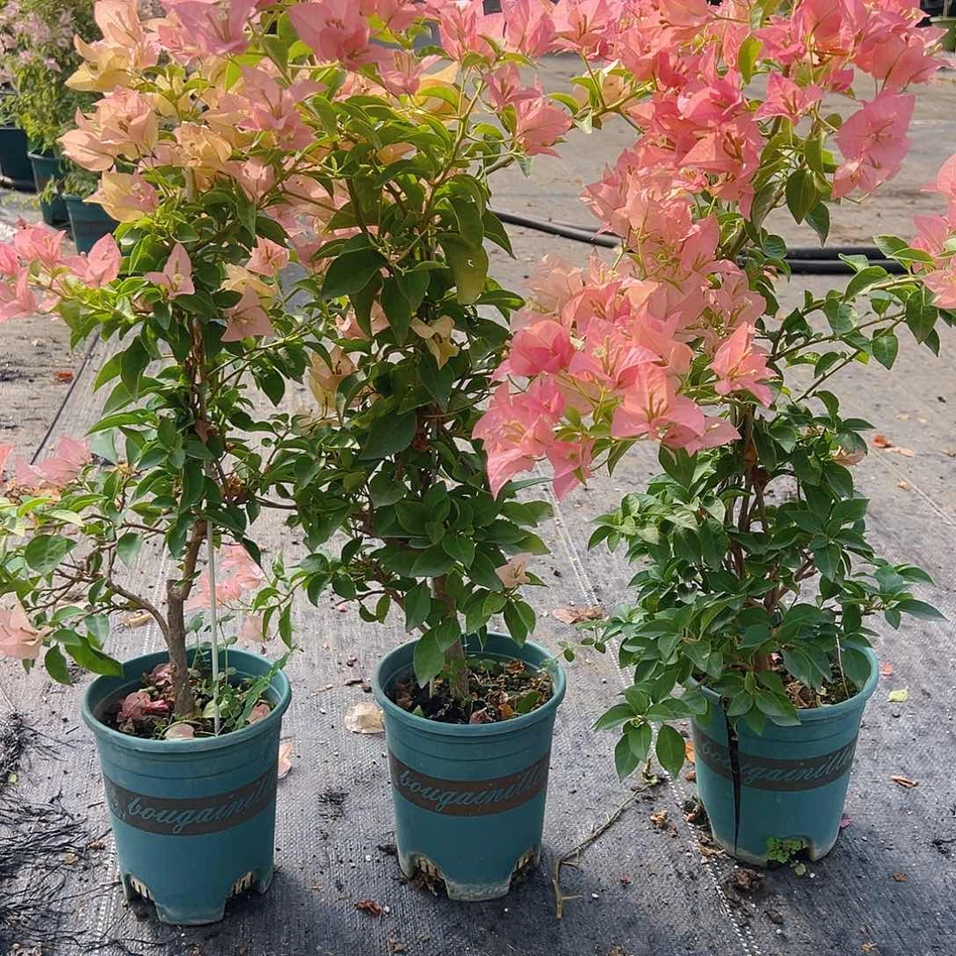 大部分花苞少量开放卡亚塔带竹一棵