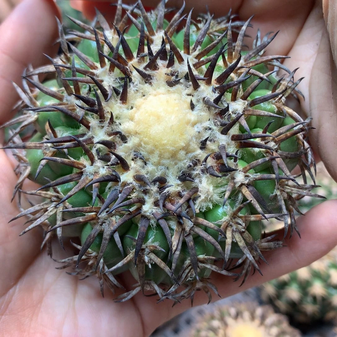 苗接 强刺 猫爪圆盘玉(无根)7公分起发