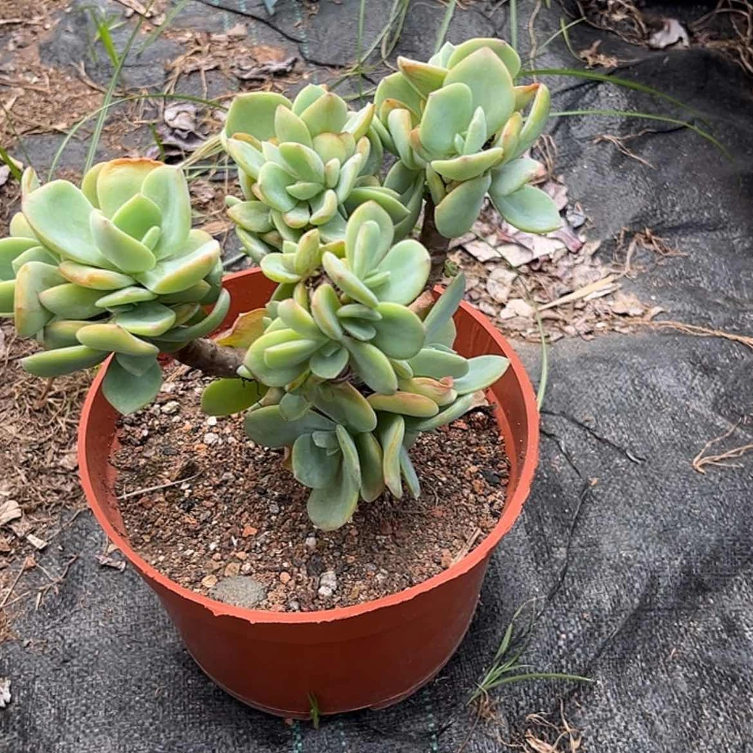 【闪购商品】无花朵斜**下