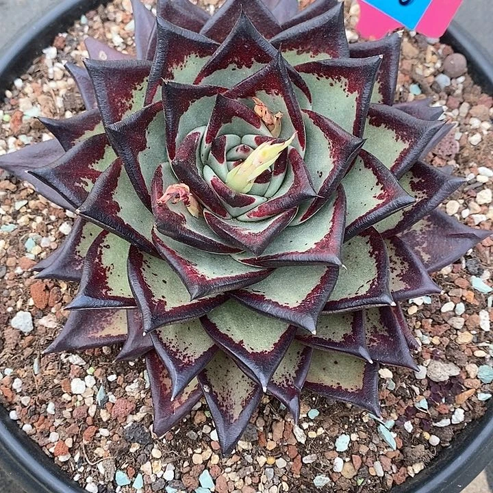 品*1506————直播福利猫青多肉