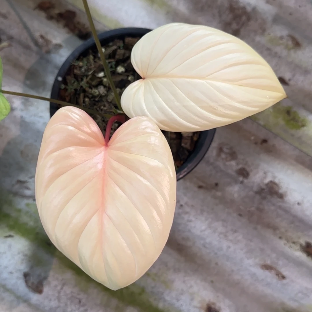 R906-1221薄荷锦千年健