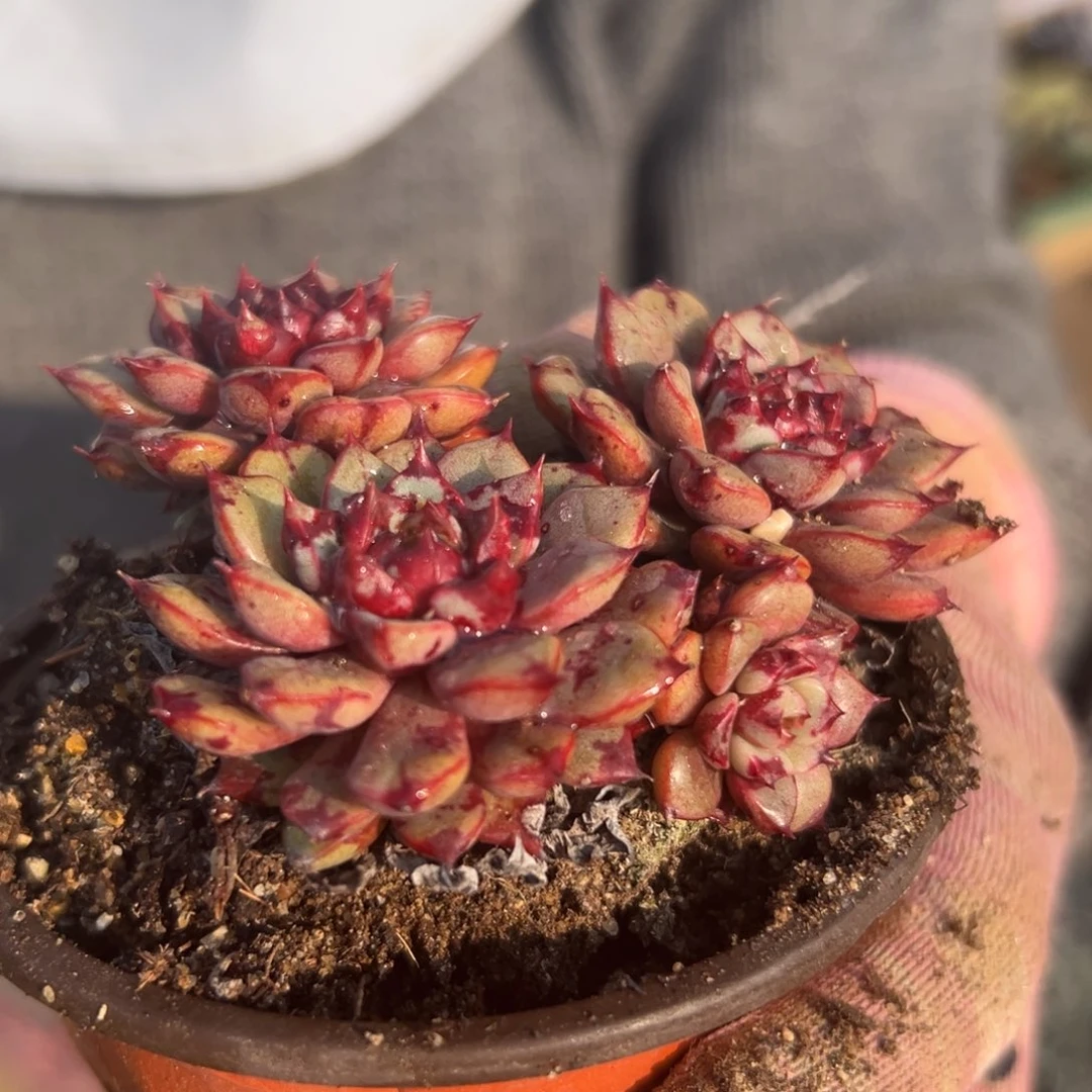 港*多肉植物多肉植物