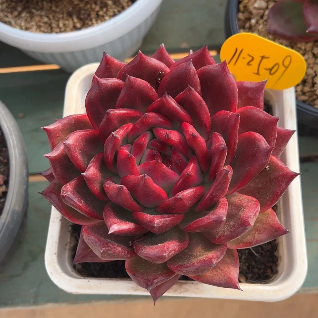 11-25-09彩色吉拉姆多肉植物