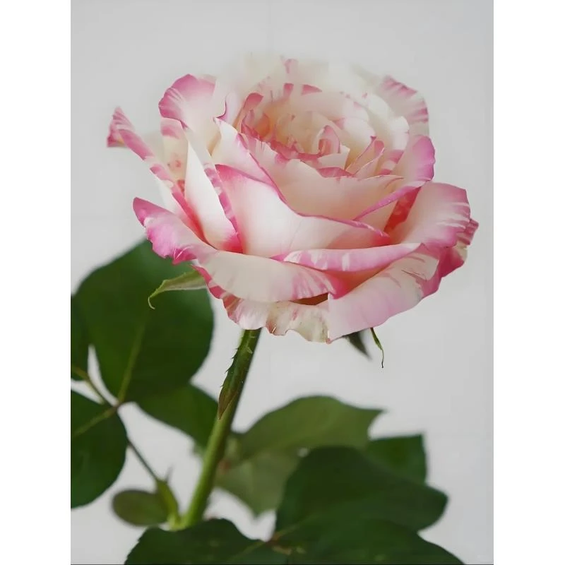 【霓裳】粉系碎花颜色花期超长   云南基地直发一单包邮 鲜切玫瑰