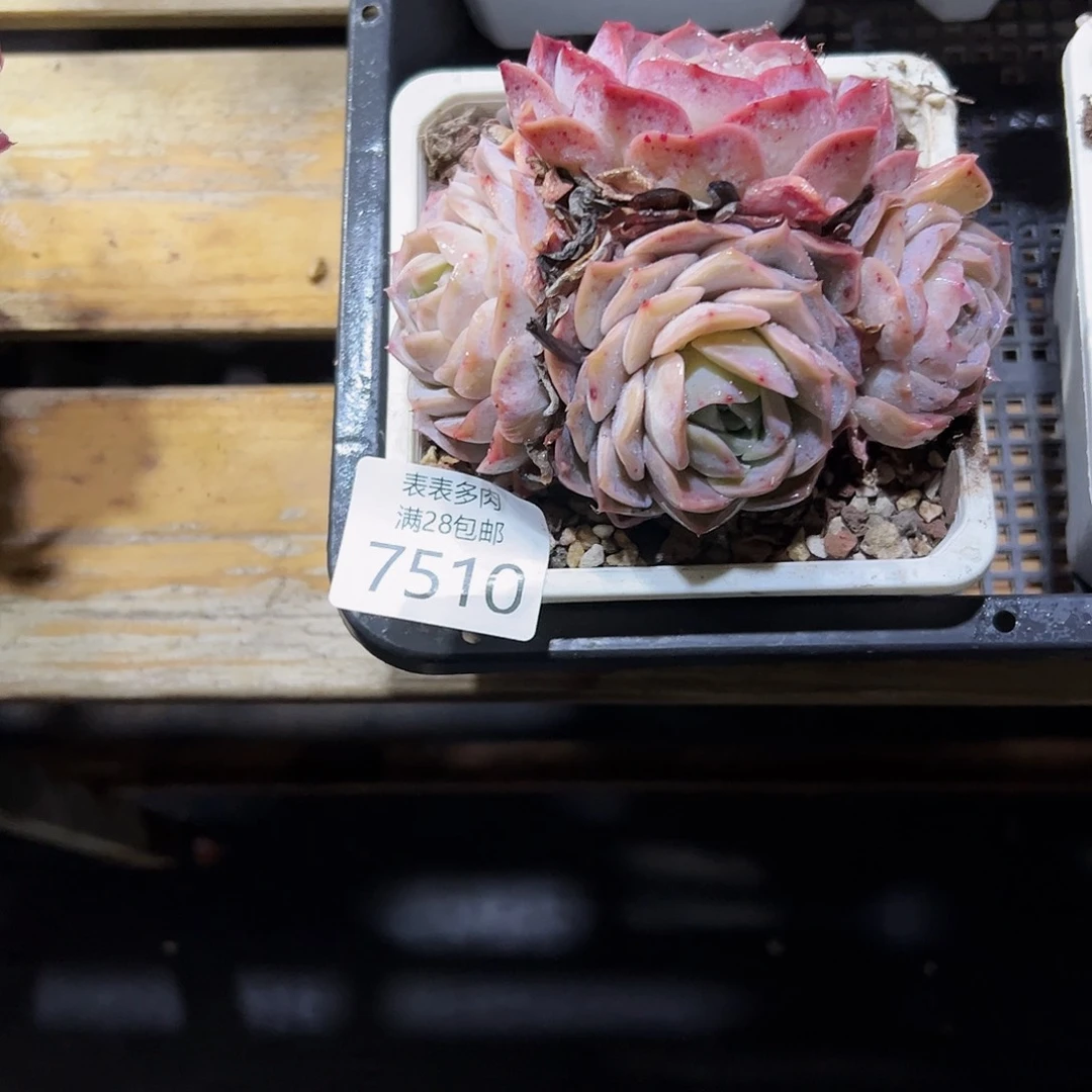 9号飞*多肉一物一拍7510