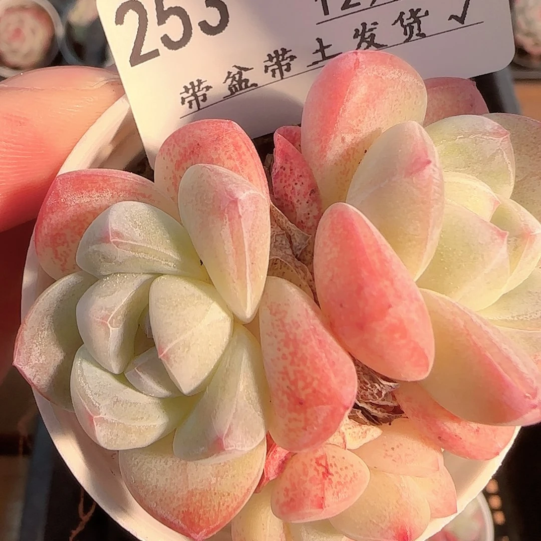 囷***涵多肉1202-253冰玉