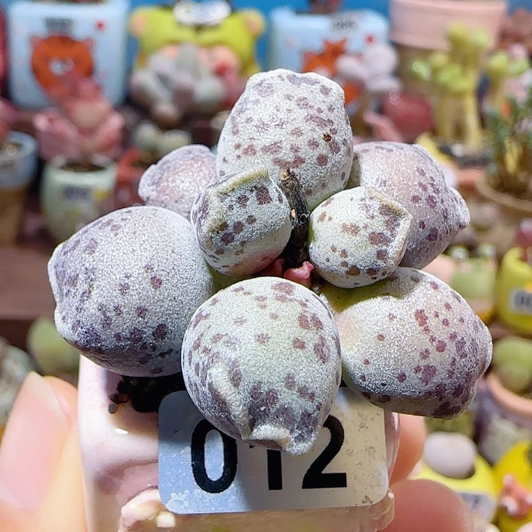 T超肥猫耳海豹盆口2.5cm